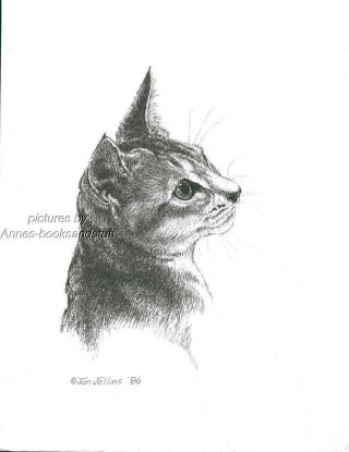 391 Abyssinian Cat Portrait Cat Art Print Pen & Ink Drawing By Jan Jellins
