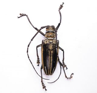 Batocera Wallacei - Cerambycidae 64mm Male From Watut Mountain Papua Guinea
