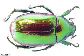 Coleoptera Rutelinae Gen.  Sp.  Vietnam 15mm