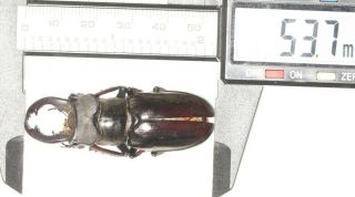 Lucanidae Lucanus Langi 53.  7mm Tibet