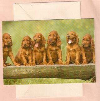 Irish Setter Row Of Puppies Best Wishes Card Cards Pack Of 5 (b)
