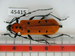 45415.  Cerambycidae: Rosalia Sp.  Vietnam North