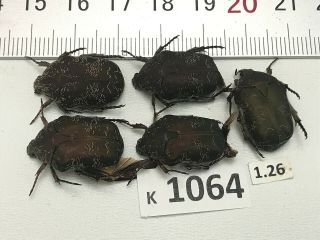 K1064 Unmounted Beetles Insects Rutelinae Vietnam Central