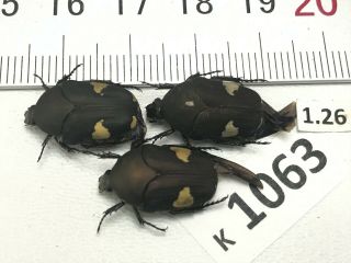 K1063 Unmounted Beetles Insects Rutelinae Vietnam Central