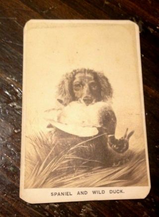 Vintage Cabinet Card With Dog,  Duck - Irish Water Spaniel