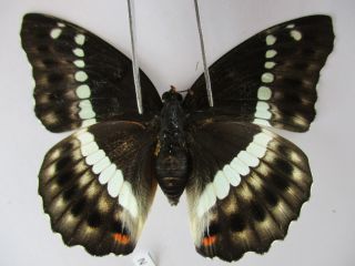 N11053.  Unmounted Butterflies: Nymphalidae Sp.  South Vietnam.  Dong Nai