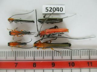 52040 Cerambycidae Sp.  Vietnam S