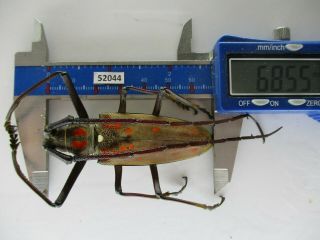 52044 Cerambycidae Sp.  Vietnam S