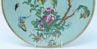 19th c CHINESE FAMILLE ROSE CELADON CANTON PLATE (23cm) BUTTERFLIES AND BIRDS 2