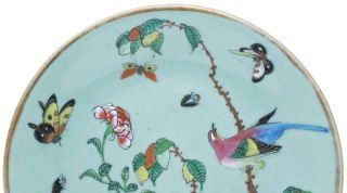19th c CHINESE FAMILLE ROSE CELADON CANTON PLATE (23cm) BUTTERFLIES AND BIRDS 3
