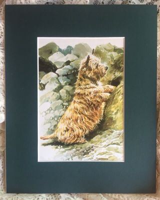 Cairn Terrier Print 5 " X 7 " Vintage Book Plate Matted 8 " X 10 "