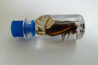 Real Cicada Locust Preserved Jar Wet Specimen Taxidermy Bug Beetle Insect