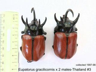 Eupatorus Gracilicornis X 2 Males - Thailand 3