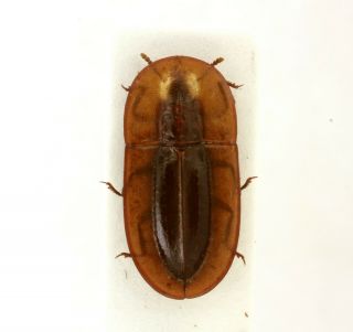 Coleoptera Beetles Tenebrionidae Cossyphus Hoffmanseggi