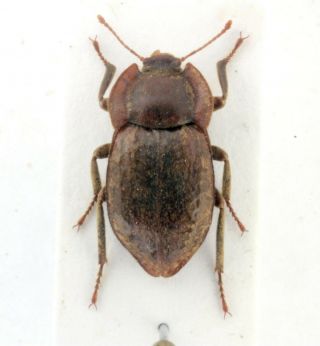 Coleoptera Beetles Tenebrionidae Asida Sinuaticollis Sinuaticollis