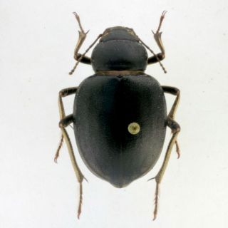 Coleoptera Beetles Tenebrionidae Pimelia Cordata Mackenziei M