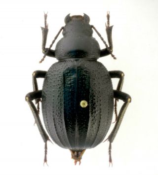Coleoptera Beetles Tenebrionidae Pimelia Grandis Latastei