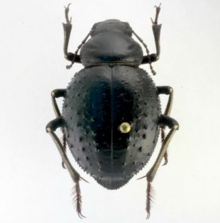 Coleoptera Beetles Tenebrionidae Pimelia Angulata Antiaegypta