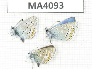 Butterfly.  Lycanidae Sp.  China,  Gansu,  S Of Jiayuguan.  2m1f.  Ma4093.