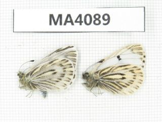 Butterfly.  Mesapia Peloria Ssp.  China,  Gansu,  S Of Jiayuguan.  2m.  Ma4089.