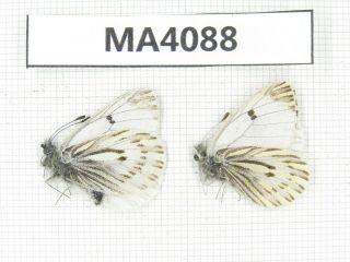 Butterfly.  Mesapia Peloria Ssp.  China,  Gansu,  S Of Jiayuguan.  2m.  Ma4088.
