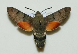 Sphingidae - Macroglossum Stellatarum - Hummingbird Hawk Moth - Female 3