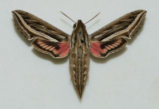 Sphingidae - Hippotion Celerio - Silver - Striped Hawk Moth - Female 3