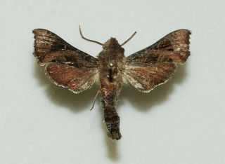 Sphingidae - Sphingonaepiopsis Nana - Male - Africa