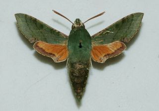 Sphingidae - Basiothia Medea - Male - Africa