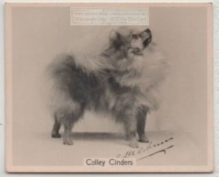 Pomeranian 1930s Champion Dog Breed Canine Pet Ad Trade Card