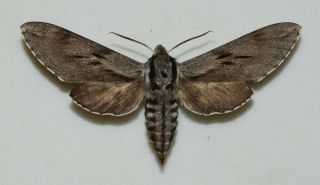 Sphingidae - Sphinx Pinastri - Pine Hawk - Moth - Male