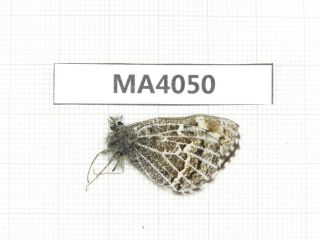 Butterfly.  Satyridae Sp.  China,  Gansu,  S Of Jiayuguan.  1m.  Ma4050.