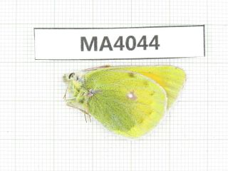 Butterfly.  Colias Sp.  China,  W Gansu,  Akesai County.  1m.  Ma4044.