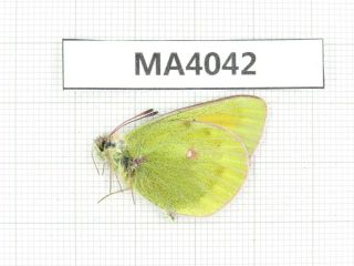 Butterfly.  Colias Sp.  China,  W Gansu,  Akesai County.  1m.  Ma4042.