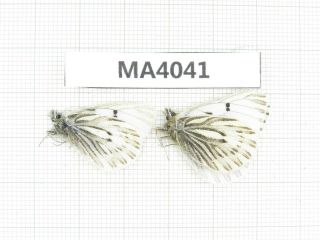 Butterfly.  Mesapia Peloria Ssp.  China,  W Gansu,  Akesai County.  2m.  Ma4041.
