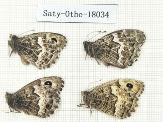 Butterfly.  Satyridae Sp.  China,  Gansu,  Xiahe County.  3m1f.  18034.