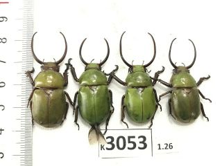 K3053 Unmounted Beetle Rutelinae Vietnam Central
