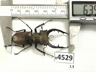 K4529 Unmounted Beetle Lucanus Luci Vietnam Central