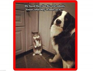 Funny Border Collie Dog & Cat Refrigerator / Tool Box Magnet Gift Card Insert
