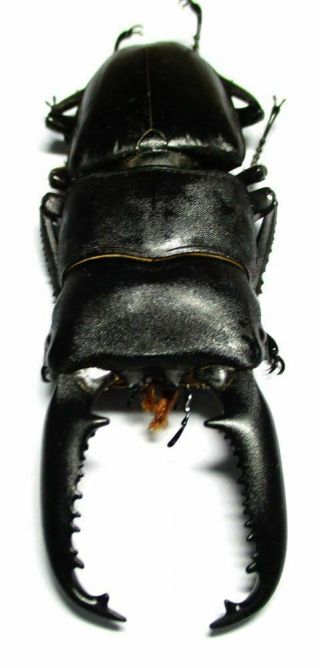 I007 Lucanidae: Dorcus Titanus Palawanicus Male 87mm