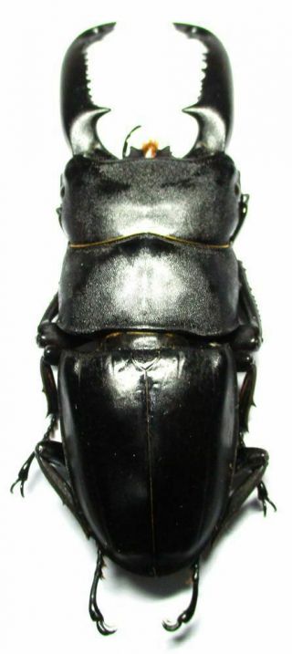 i007 Lucanidae: Dorcus titanus palawanicus male 87mm 4
