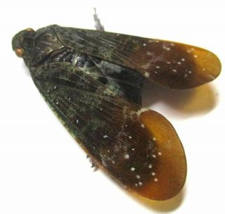 B012 Fulgoridae: Penthicodes Species? 25mm