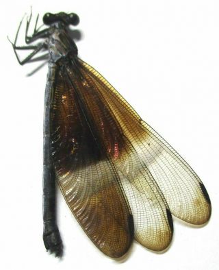 B004 Odonata Species? 43.  5mm