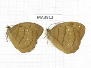 Butterfly.  Faunis Sp.  China,  W Sichuan,  Yajiang.  1p.  Ma3913.