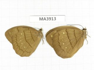 Butterfly.  Faunis sp.  China,  W Sichuan,  Yajiang.  1P.  MA3913. 2