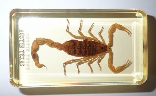 Golden Scorpion Specimen In 73x40x18 Mm Amber Clear Block Austin Texas Embedded