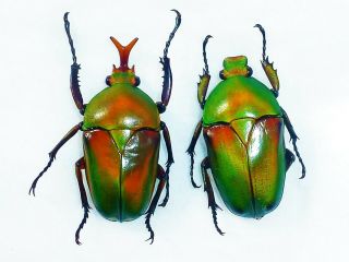Eudicella Morgani Camerounensis Pair Giant 36mm,  /32mm,  Red Cameroon
