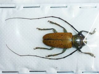 Very Rare Cerambycidae Prosopocera Argus Giant Male Xxl Cameroon