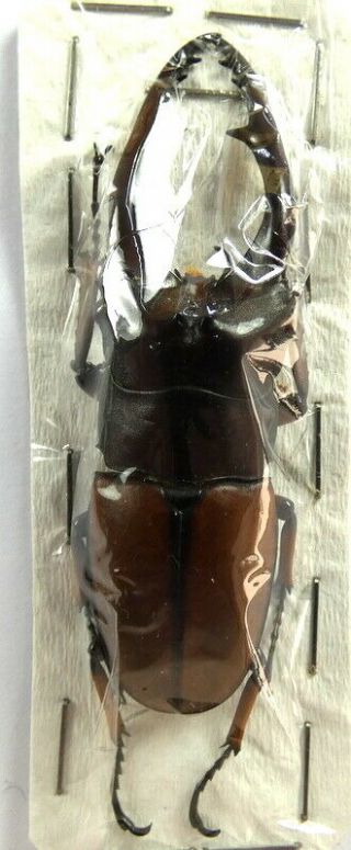 Beetles,  (s1416),  Lucanidae,  Prosopocoilus Bruijni Pelengensis