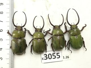 K3055 Unmounted Beetle Rutelinae Vietnam Central